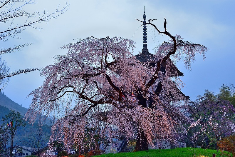 浄専寺のしだれ桜 古閑んタッキー 阿蘇を歩く